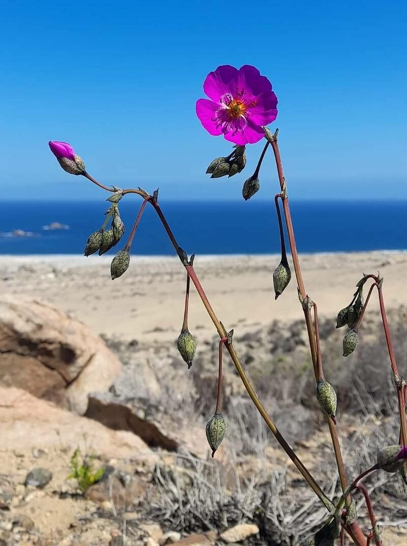 Cistanthe grandiflora flower