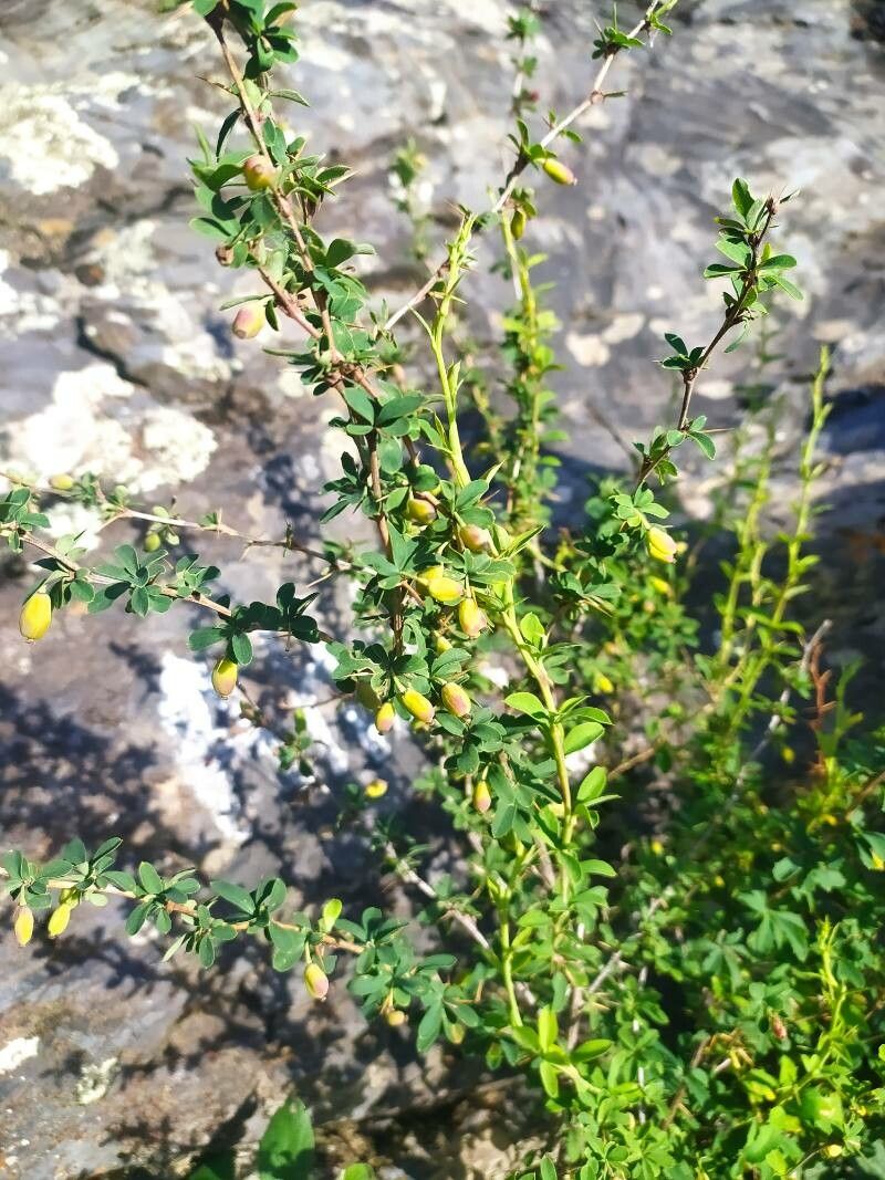 Berberis sibirica leaf