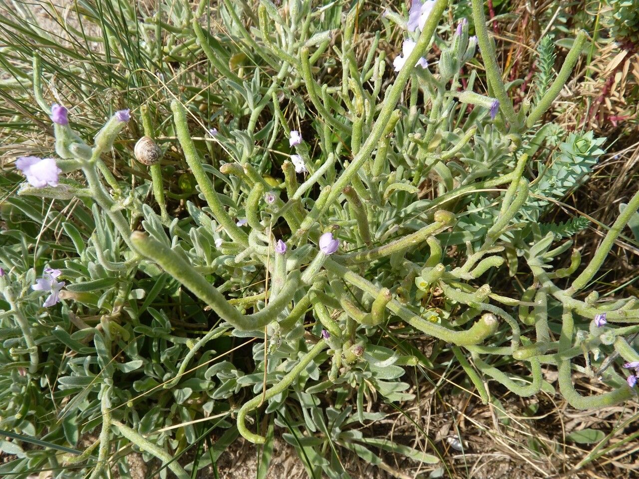 Matthiola sinuata fruit