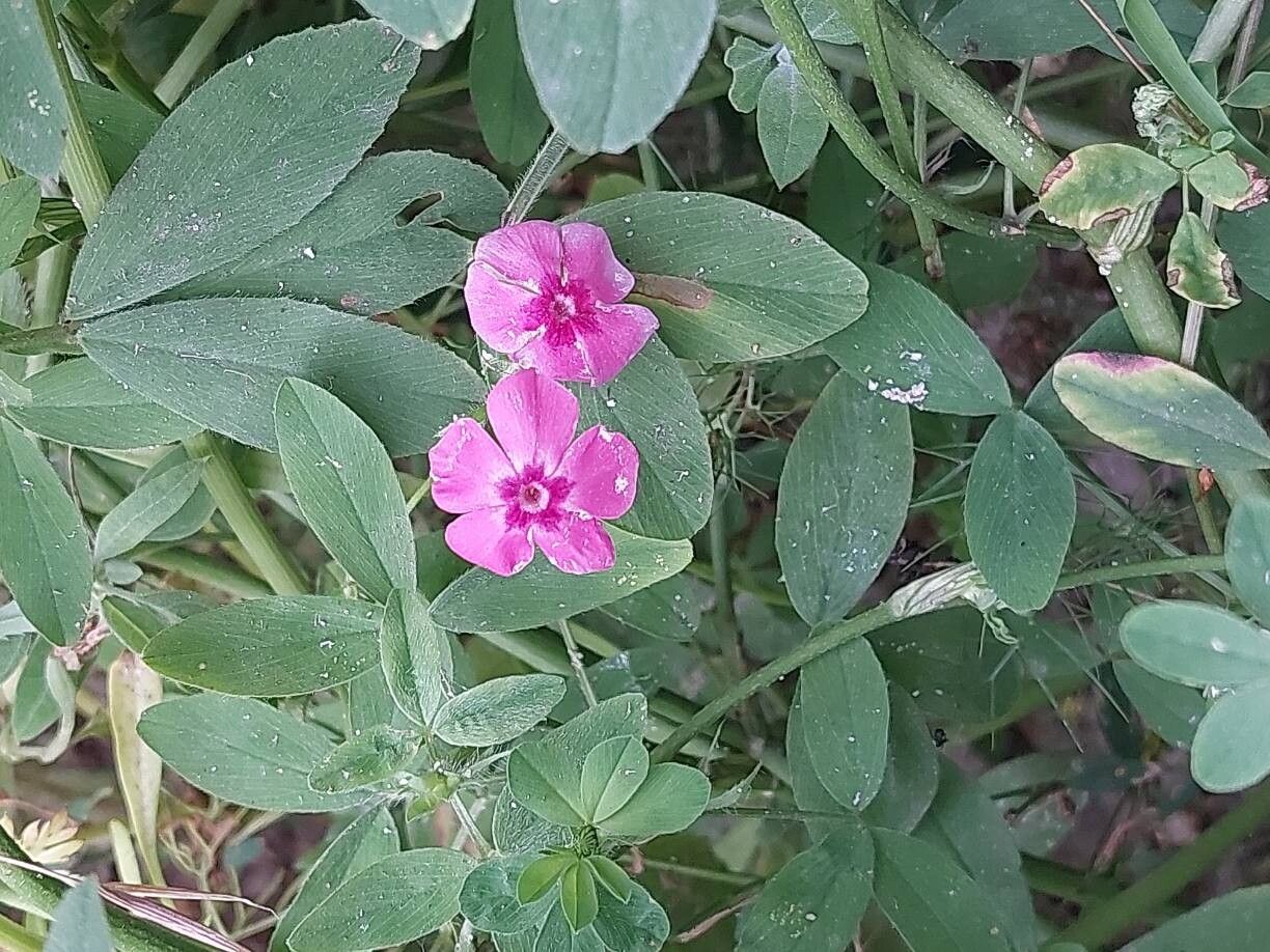 Indigofera trita flower