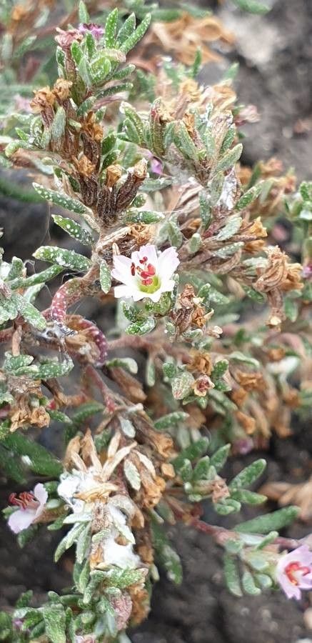 Frankenia ericifolia flower