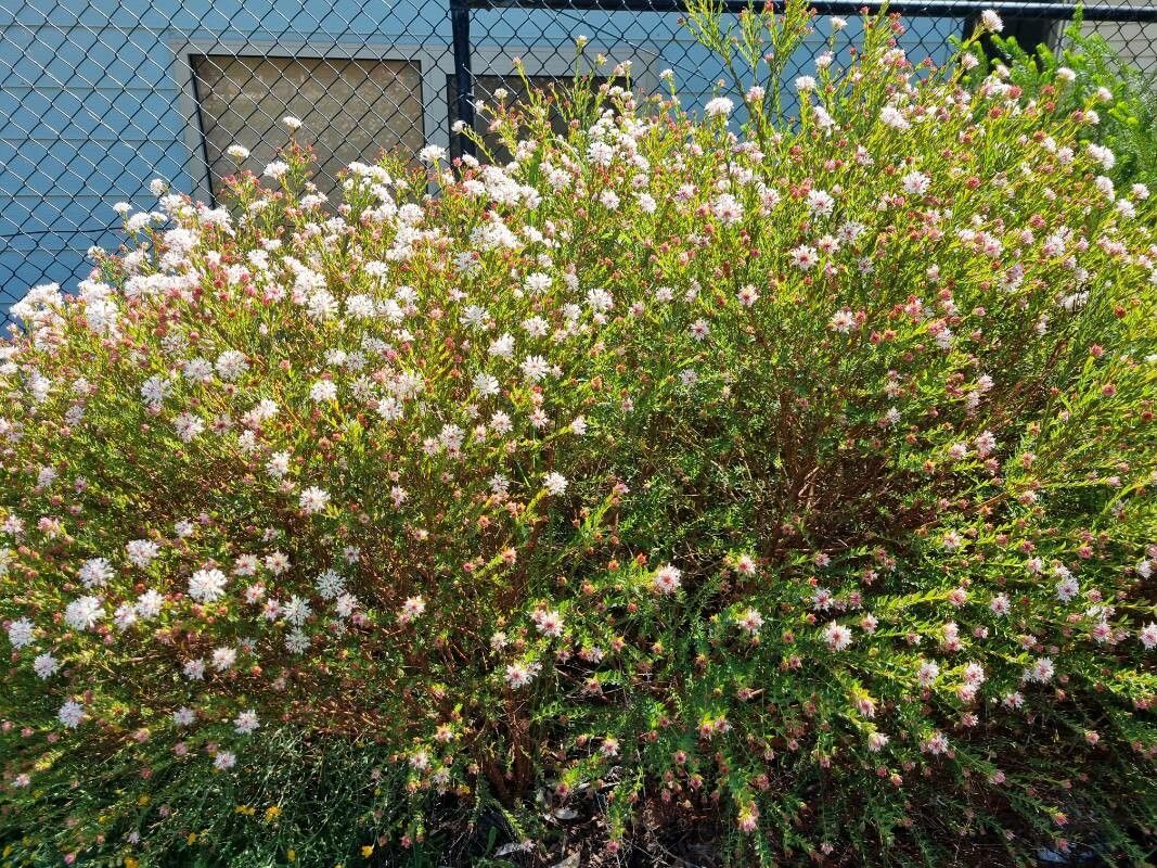 Pimelea spectabilis habit