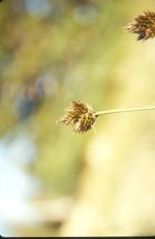 Carex ebenea — houseplant care guide