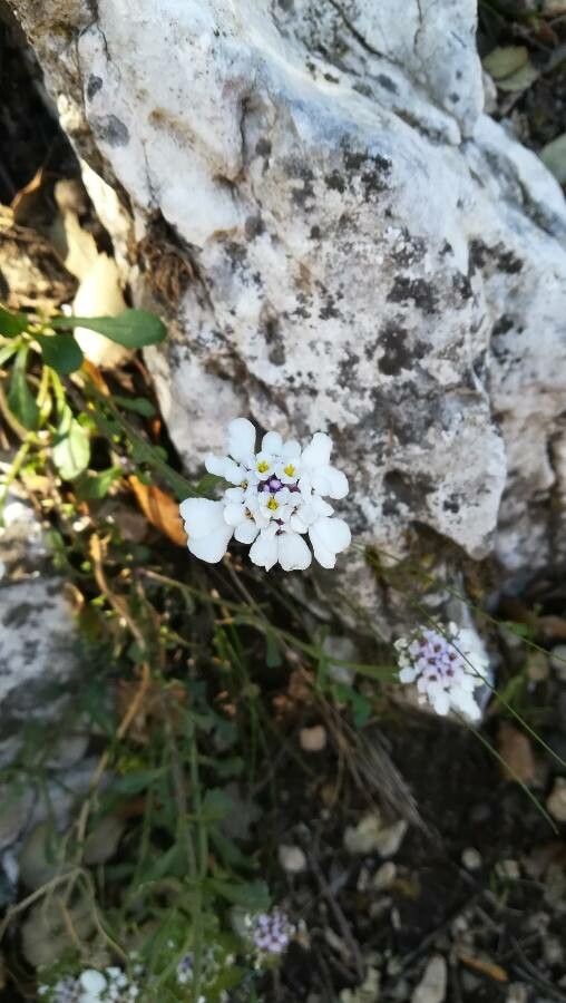 Iberis carnosa flower