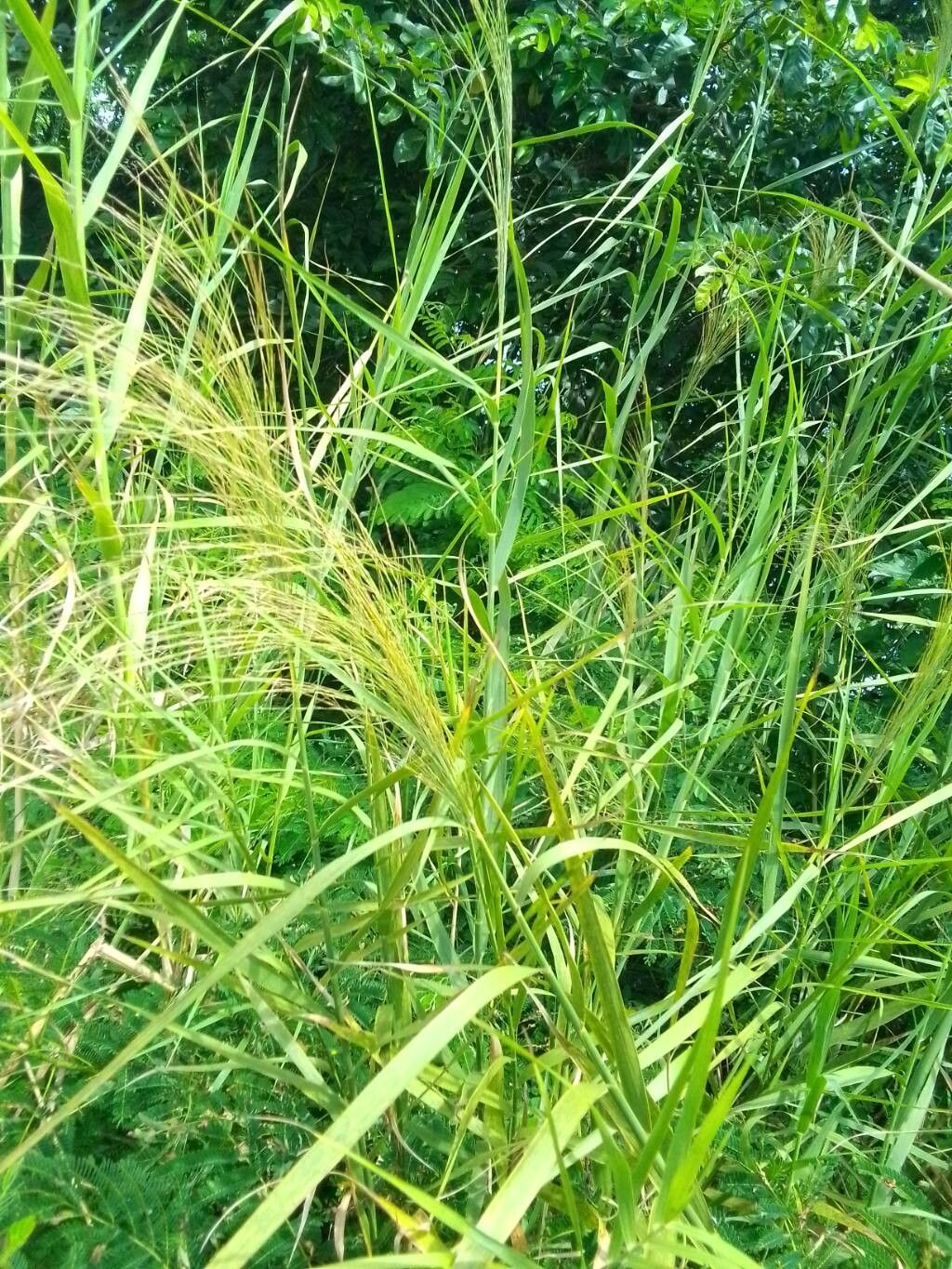 Phragmites karka flower