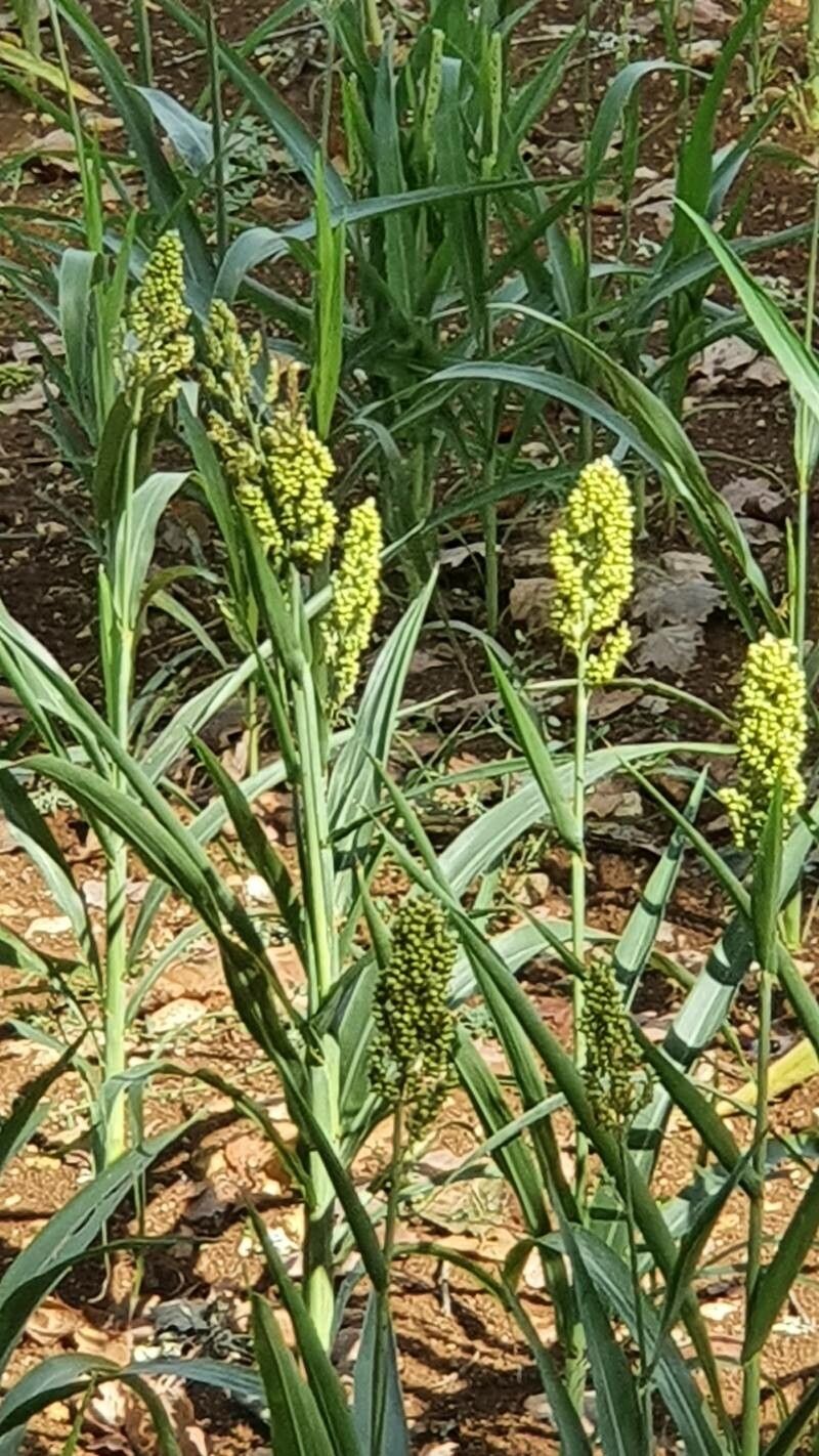 Echinochloa frumentacea — search result for 'Panicum'