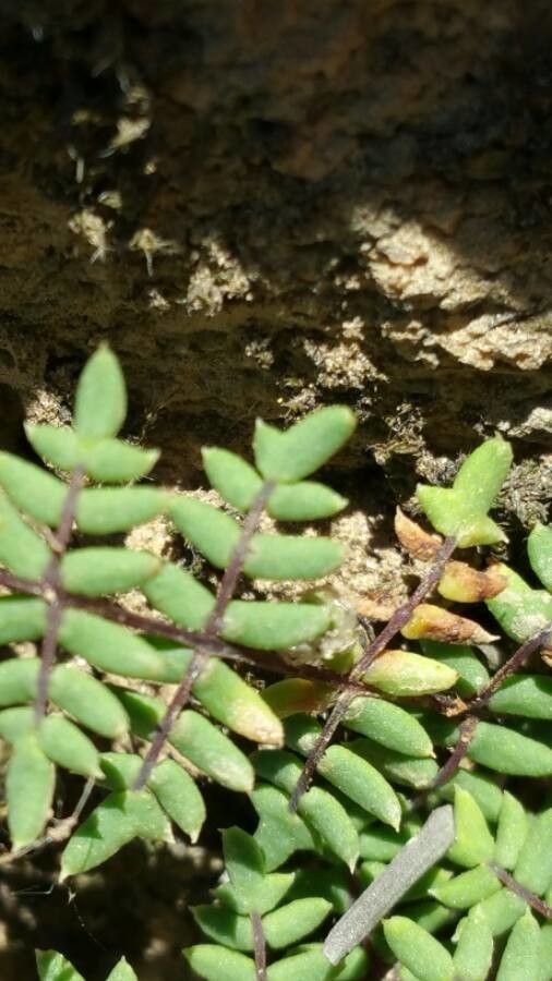 Hemionitis glabella — search result for 'Hemionitis'