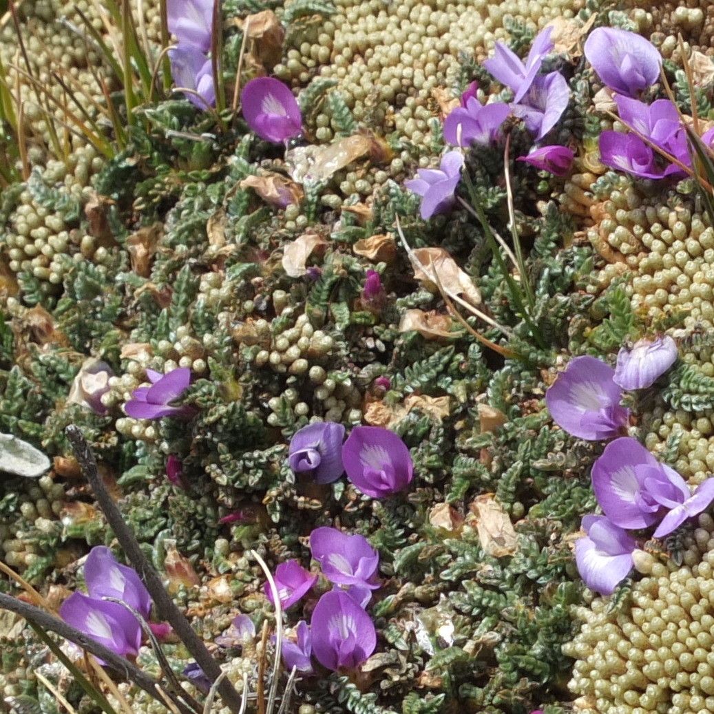 Astragalus peruvianus habit