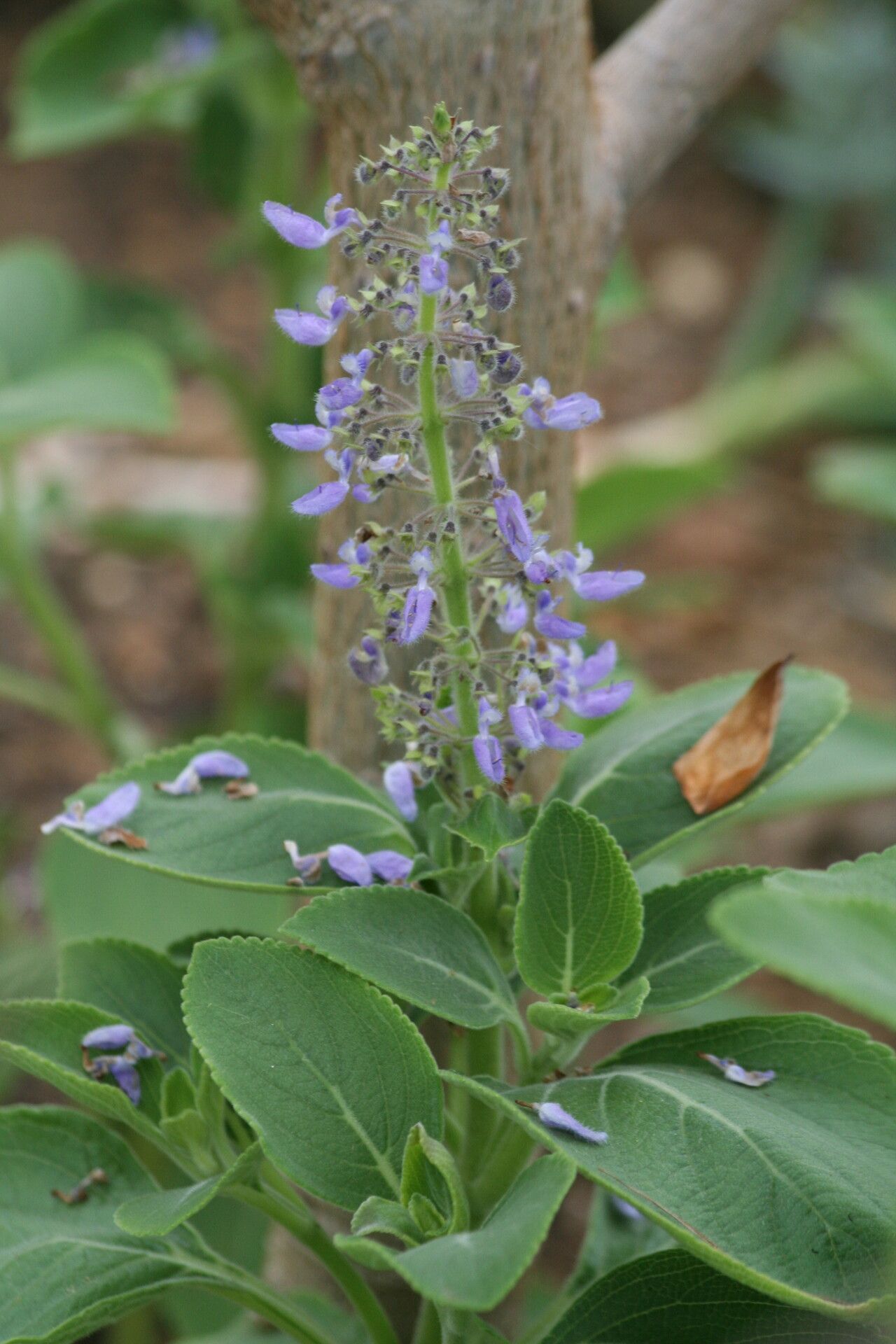 Coleus arabicus flower