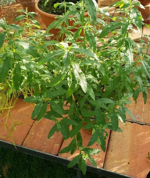 Cistus × purpureus habit