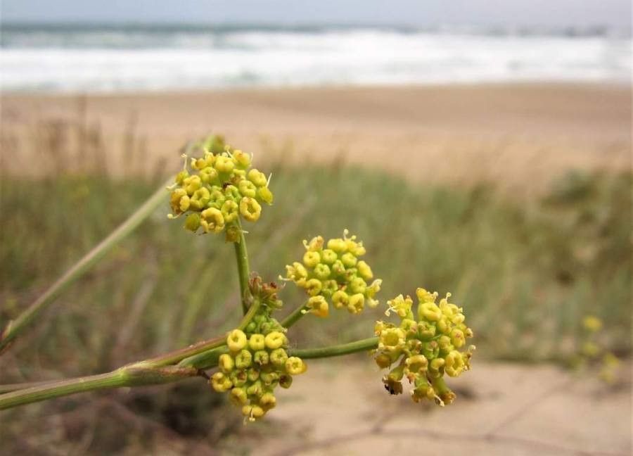 Peucedanum obtusifolium flower