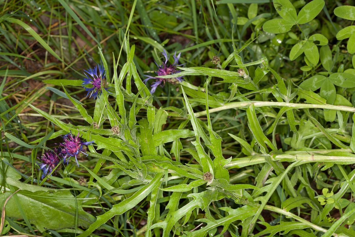 Centaurea triumfettii — search result for 'Centaurea'