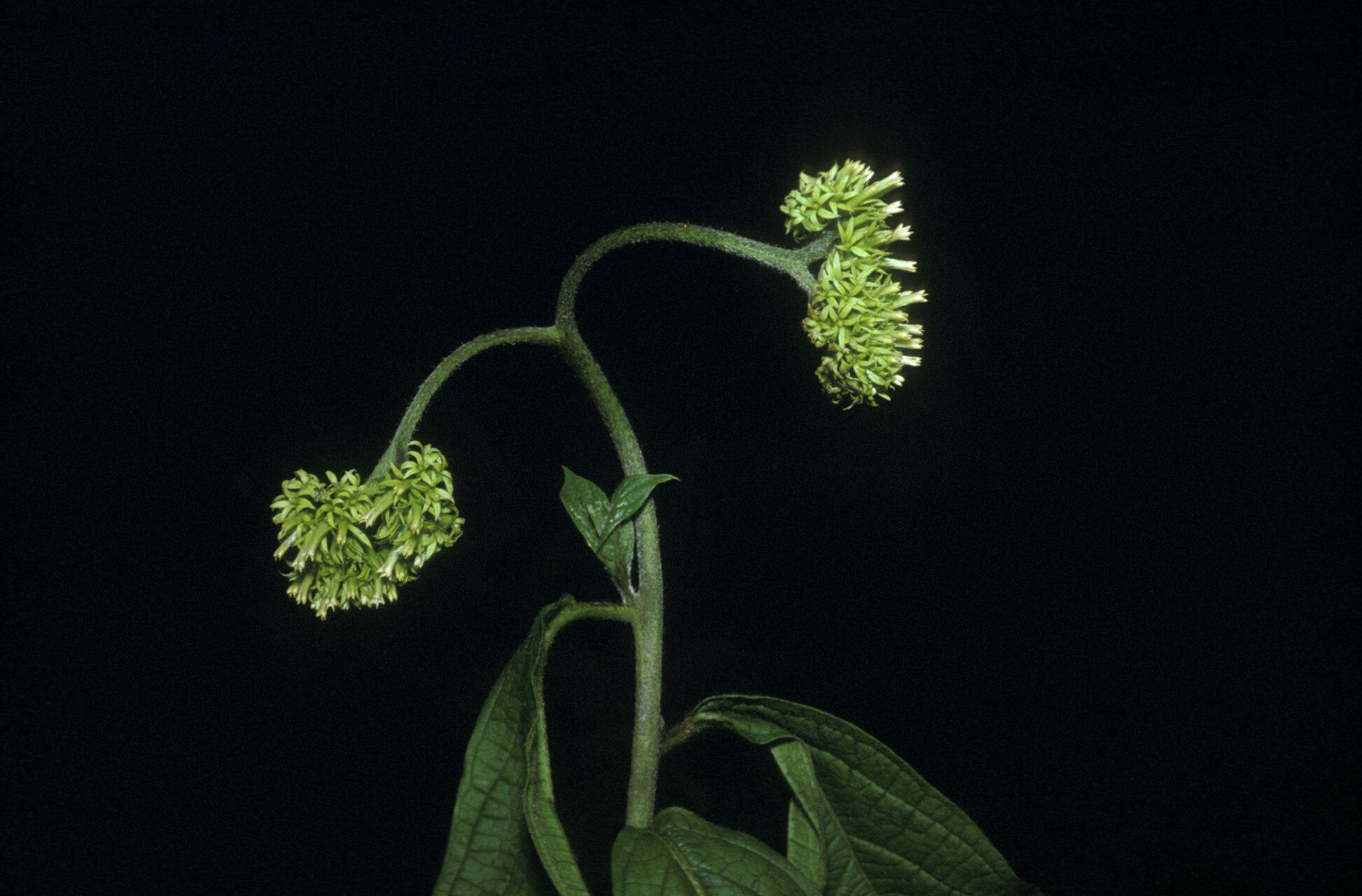 Heliotropium melanochaeta — search result for 'Heliotropium'