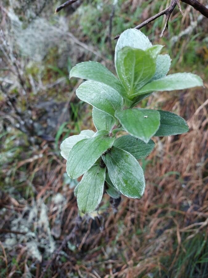 Psiadia salaziana — houseplant care guide