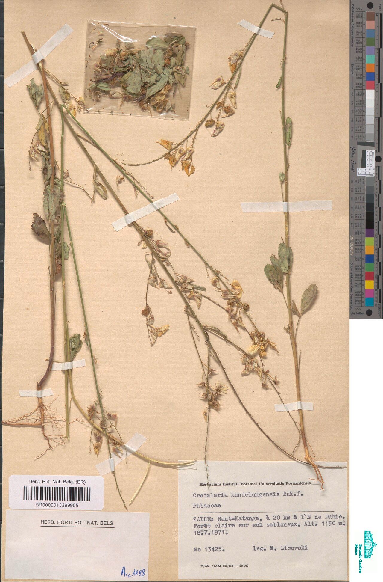 Crotalaria kundelunguensis — houseplant care guide