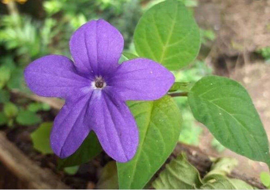 Browallia speciosa flower