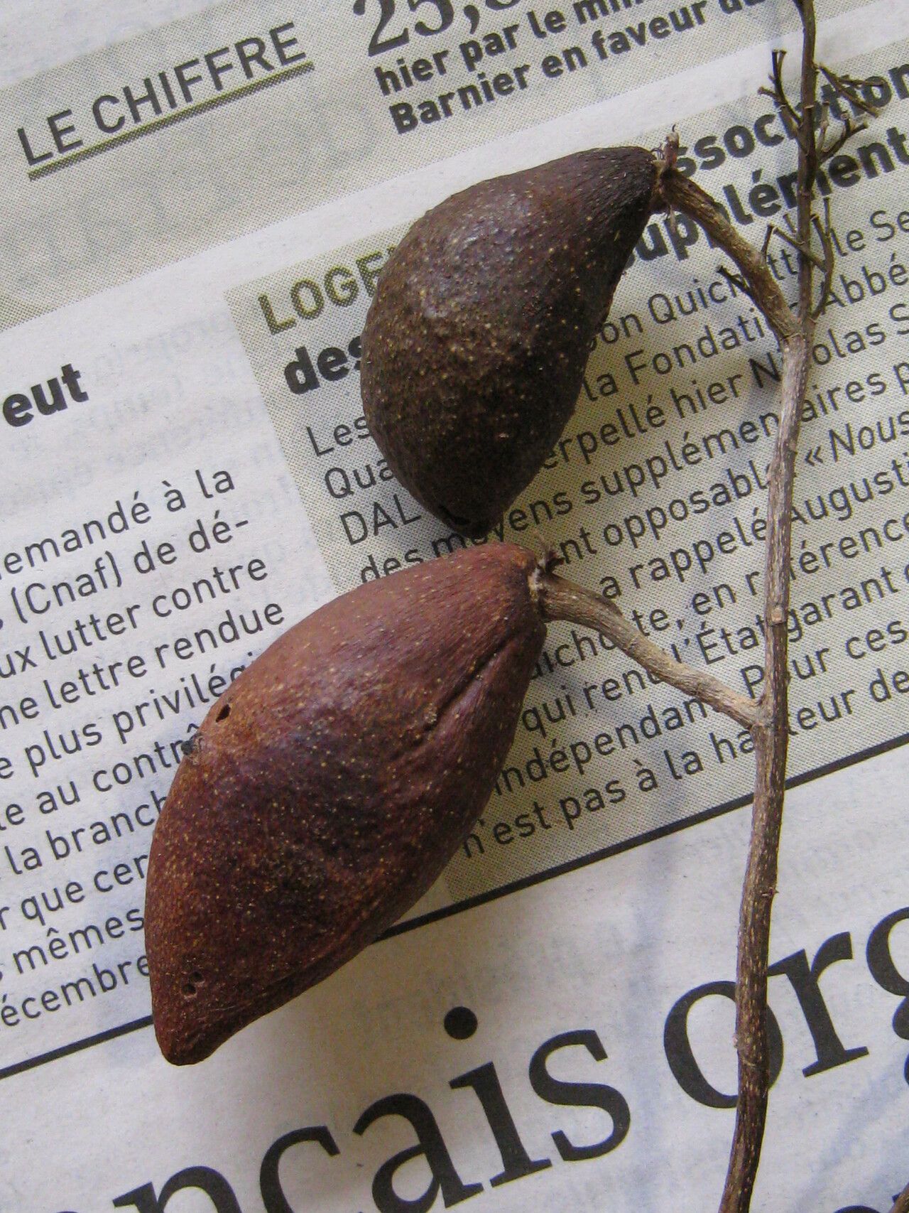 Couepia joaquinae other