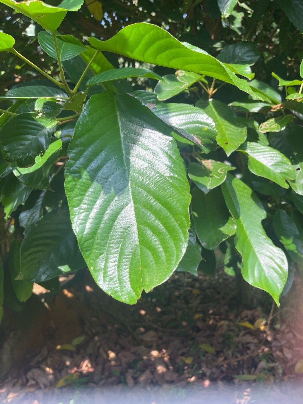 Bhesa paniculata — related species from the same genus