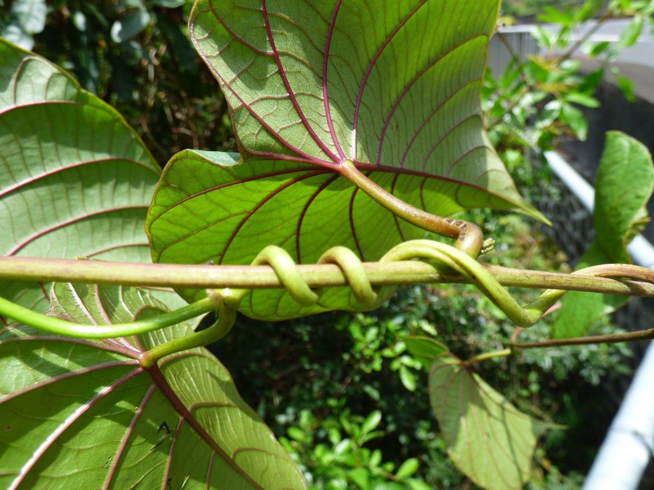 Merremia peltata bark
