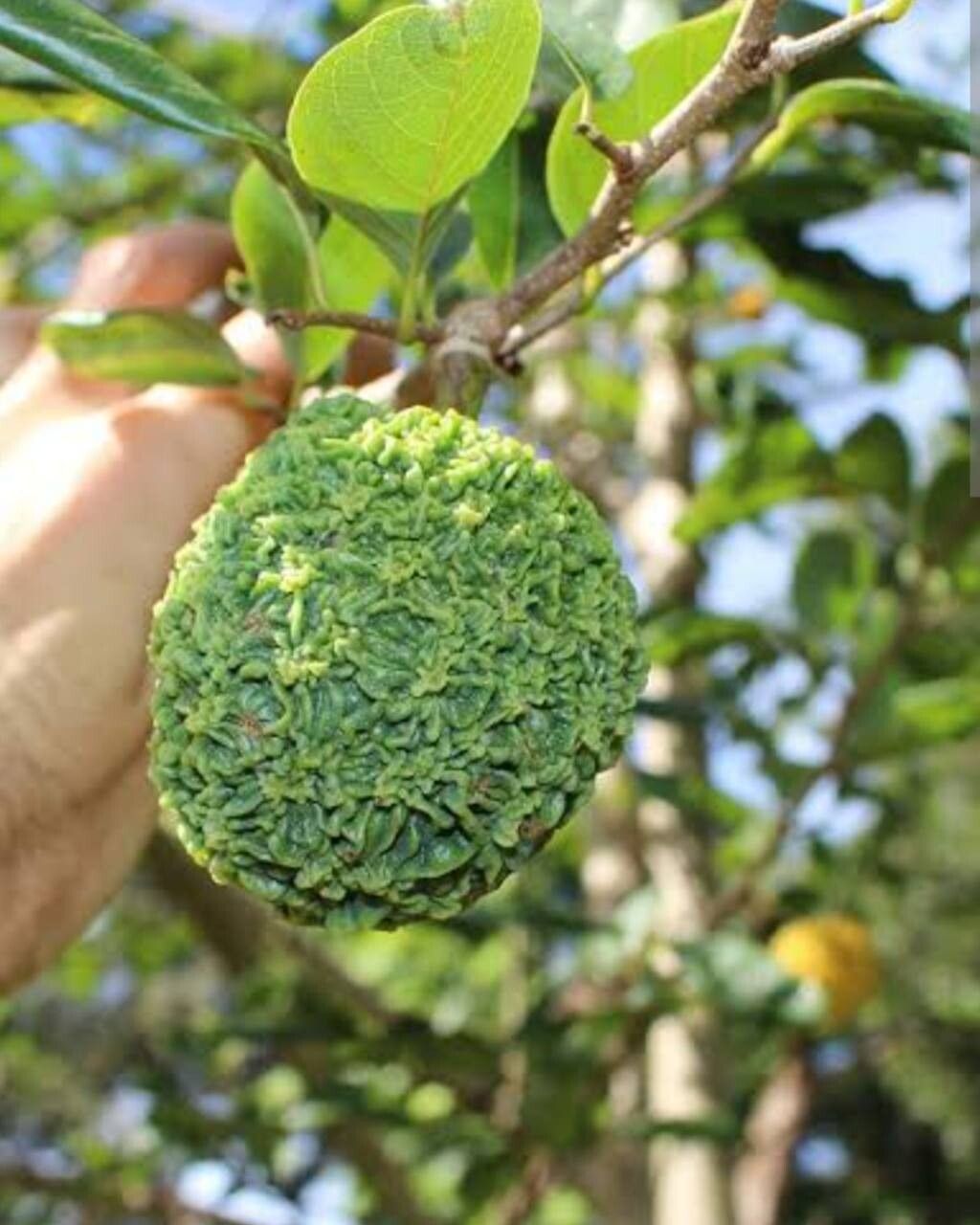 Annona neoinsignis fruit