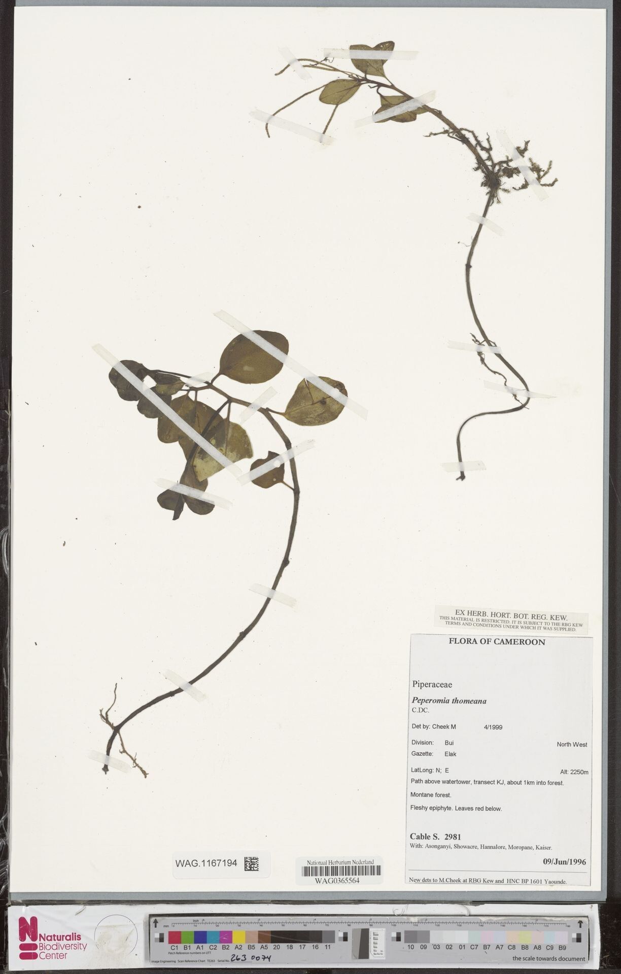 Peperomia thollonii — houseplant care guide