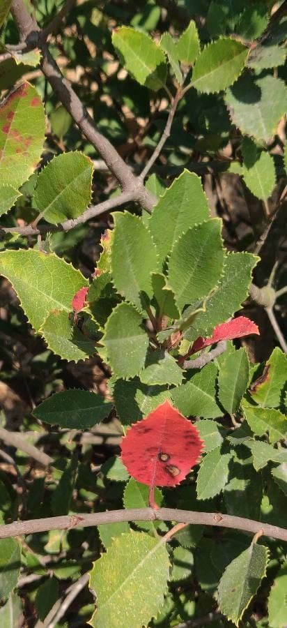 Rhamnus ilicifolia leaf