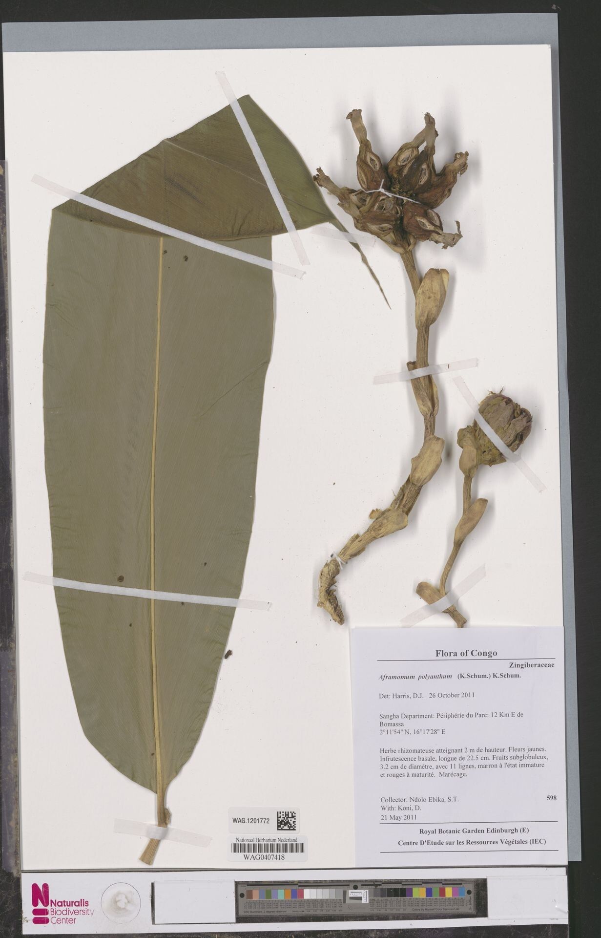 Aframomum polyanthum — houseplant care guide