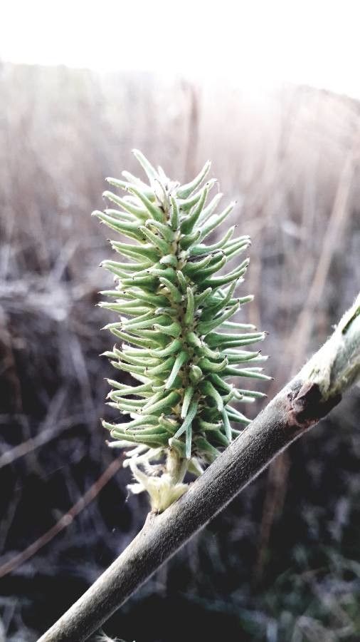 Salix bebbiana flower
