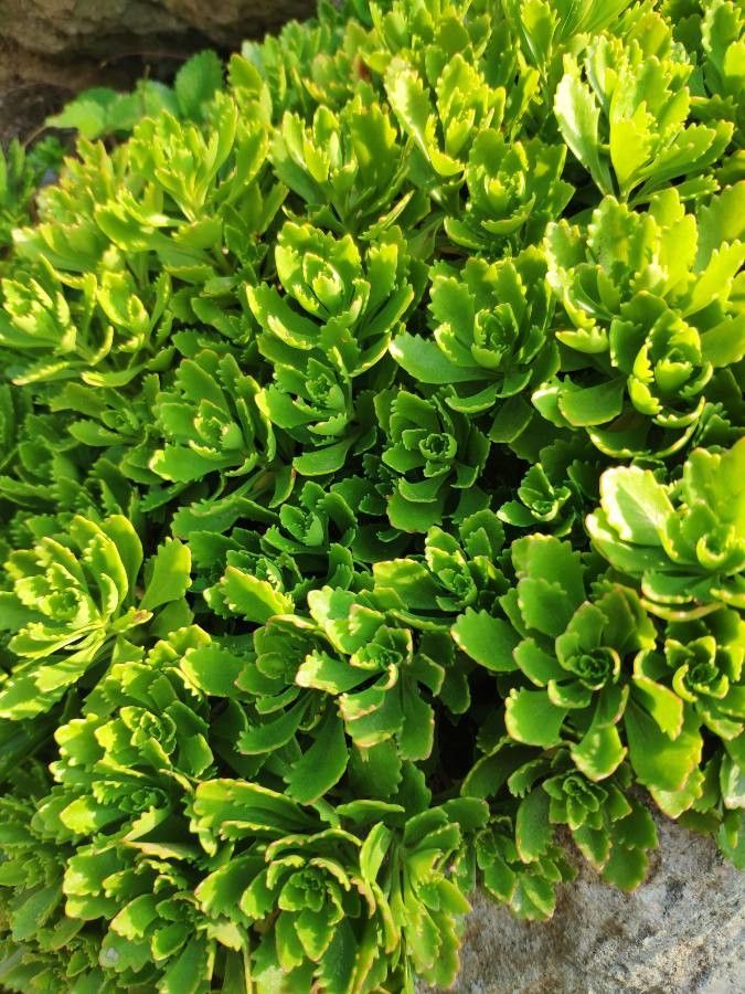 Sedum hybridum — difficulty difficulty houseplant