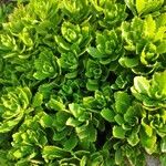 Sedum hybridum