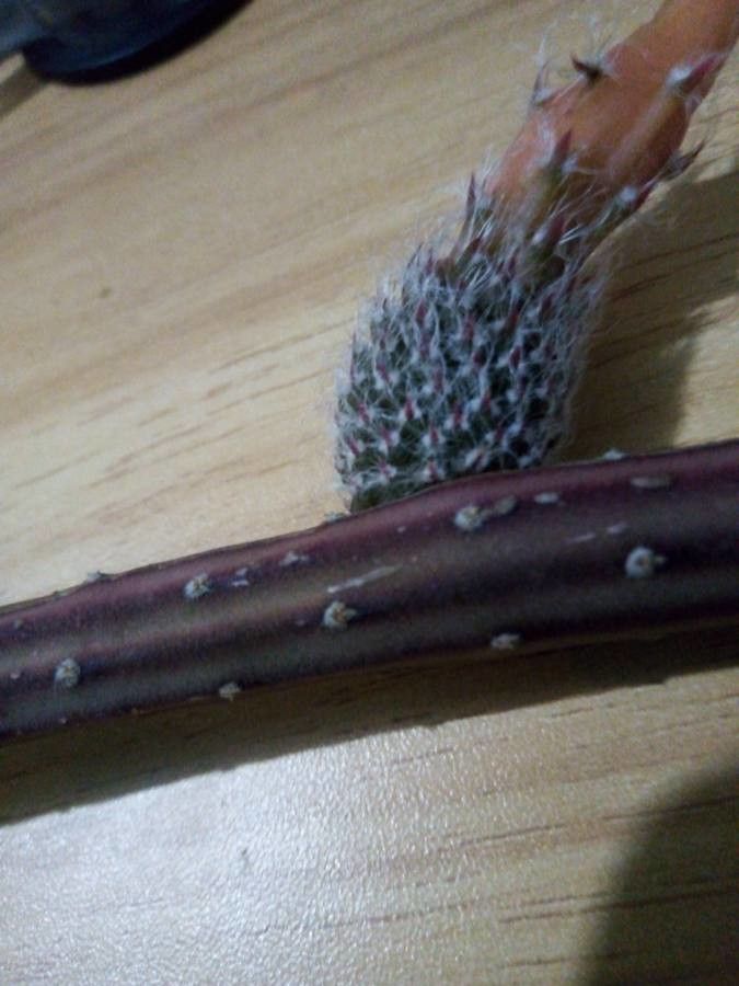 Astrophytum caput-medusae flower