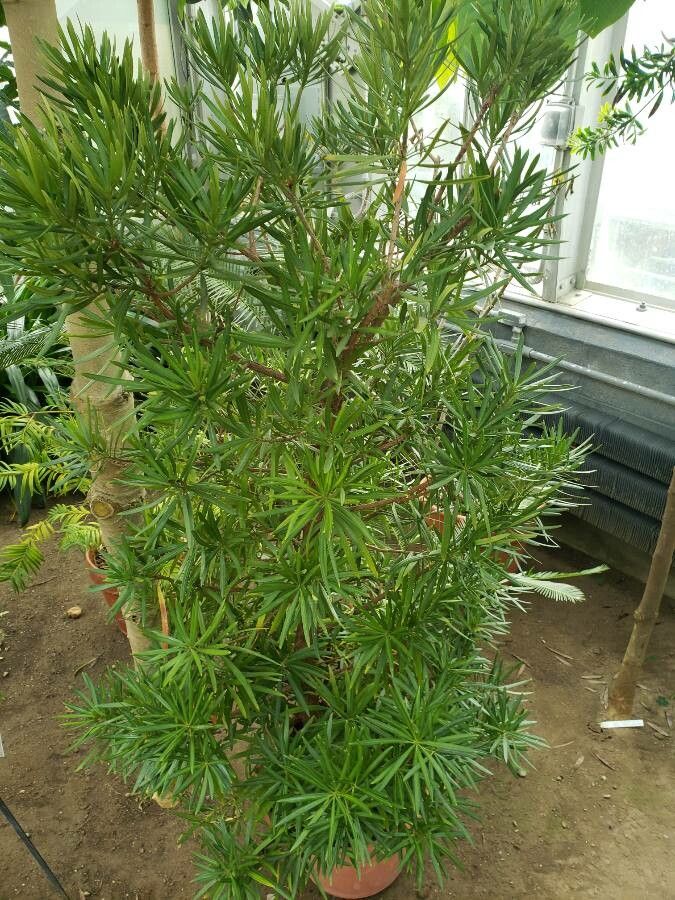 Podocarpus chinensis habit