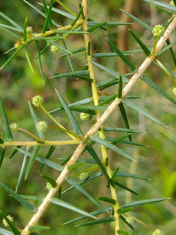 Acacia ulicifolia leaf