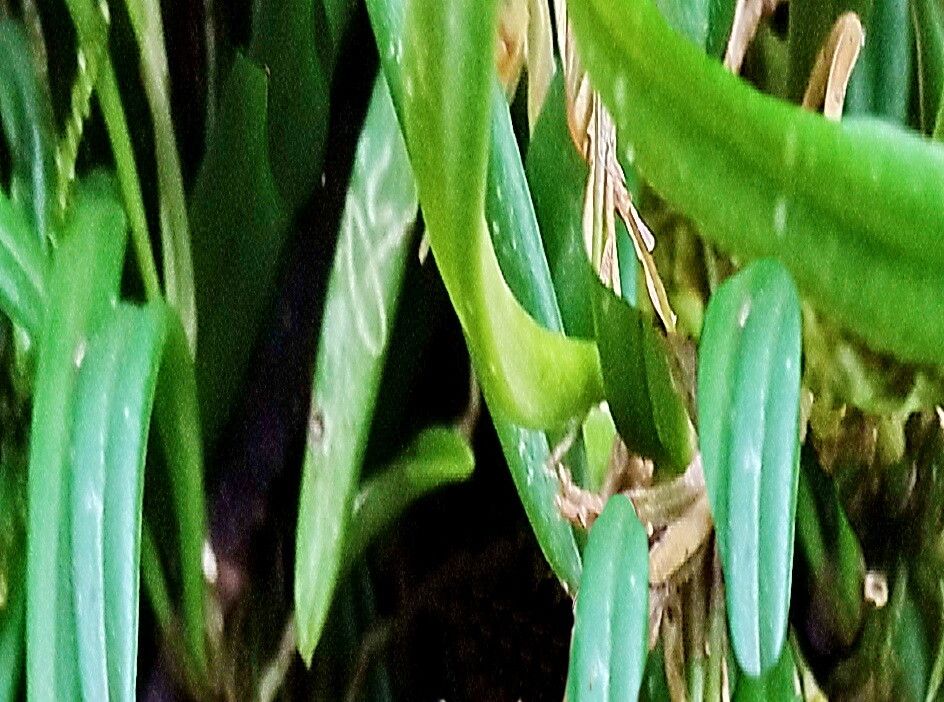 Andinia xenion — related species from the same genus