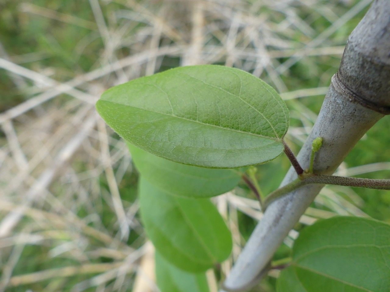 Cocculus orbiculatus leaf