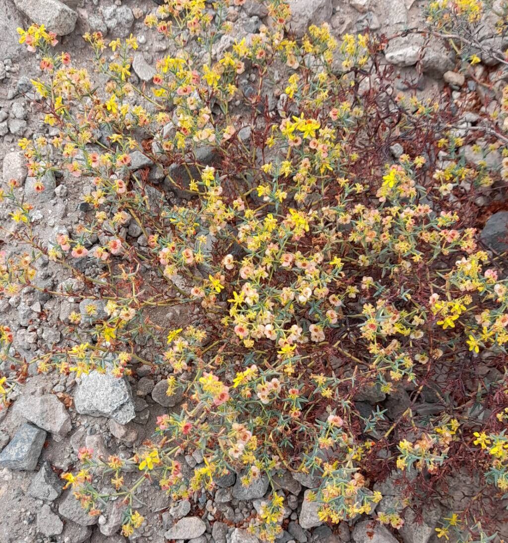 Dinemandra ericoides habit