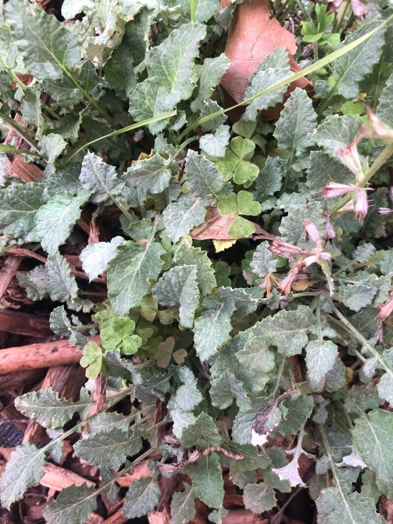 Salvia taraxacifolia — search result for 'Citrus'