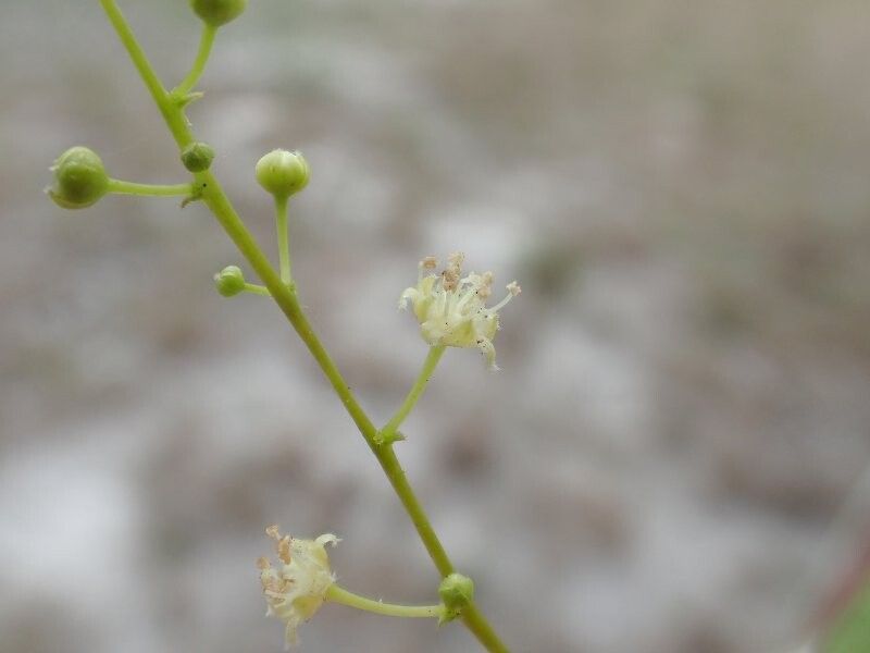 Croton dybowskii — houseplant care guide