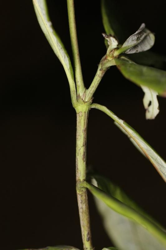 Byrsonima densa other