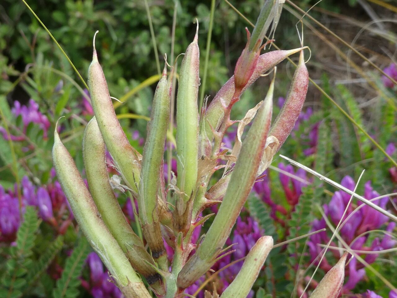 Astragalus monspessulanus fruit