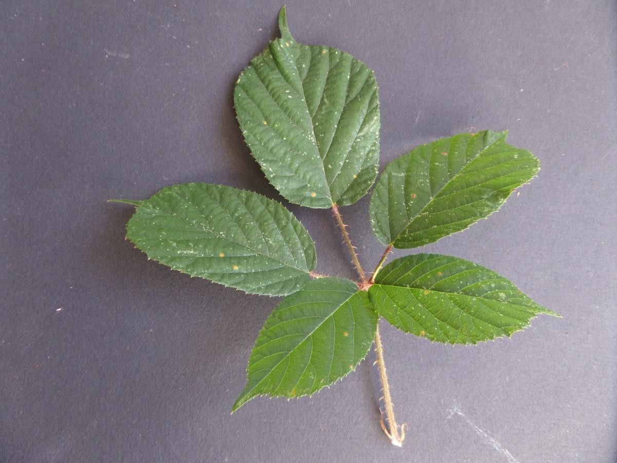 Rubus morvennicus leaf