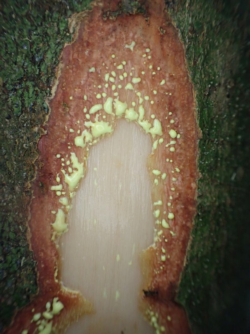 Garcinia smeathmannii bark