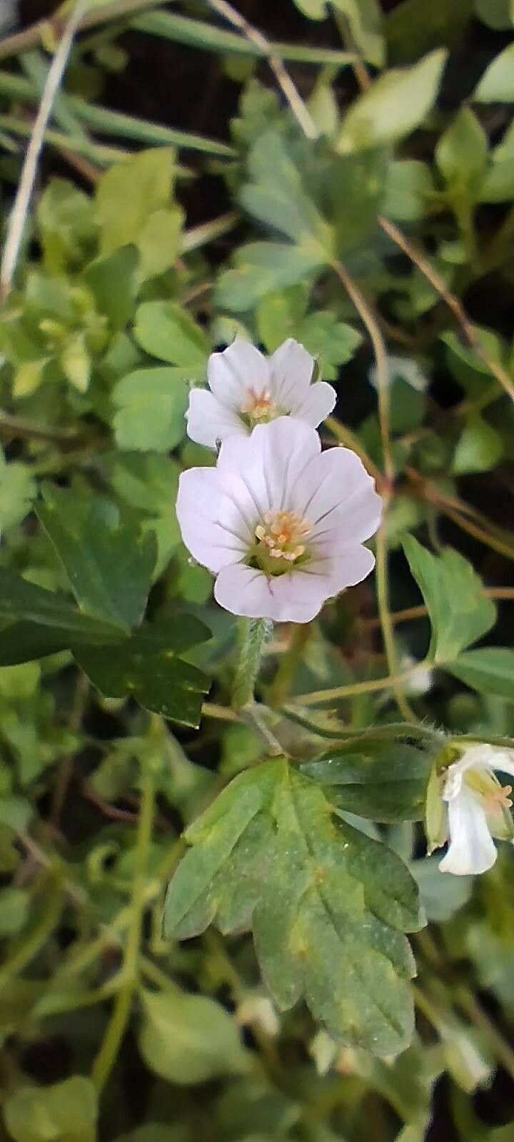 Geranium nepalense flower