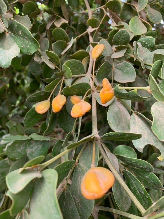 Guaiacum officinale fruit