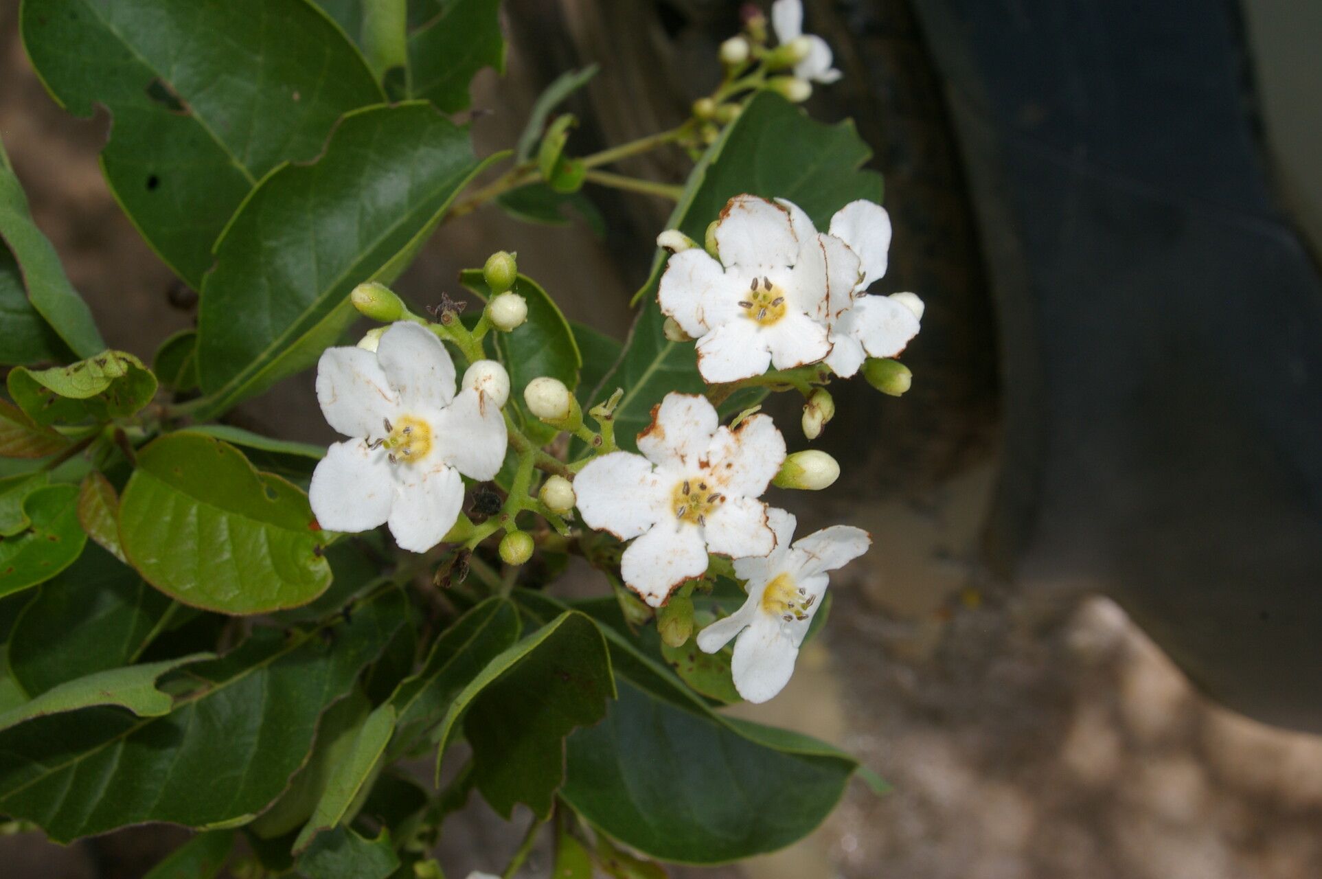 Bourreria andrieuxii flower