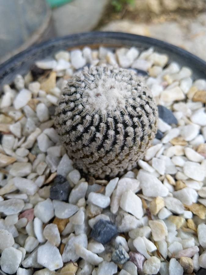 Rebutia arenacea bark