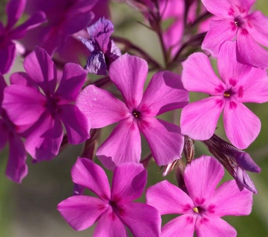 Phlox pilosa flower