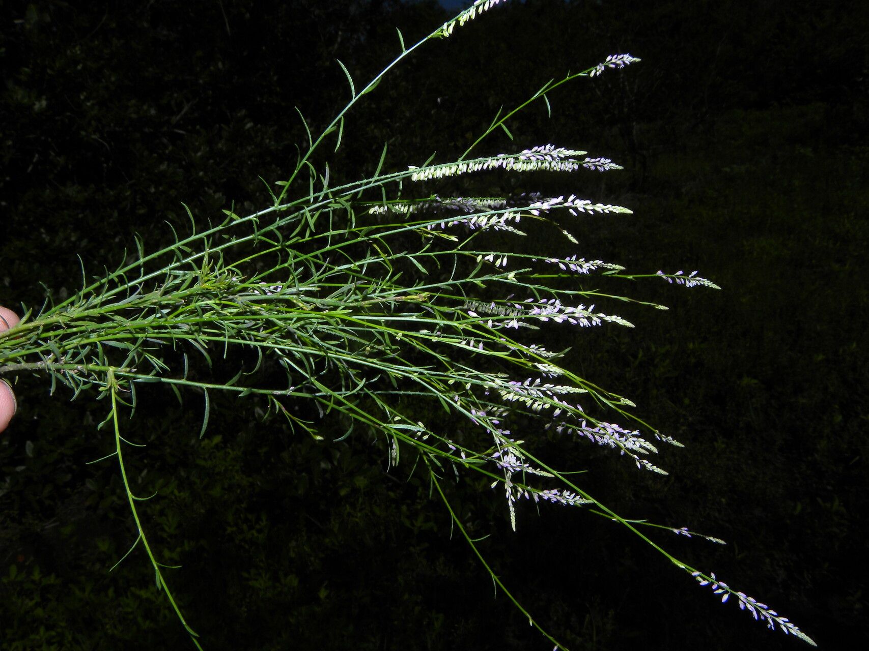 Polygala tenella habit