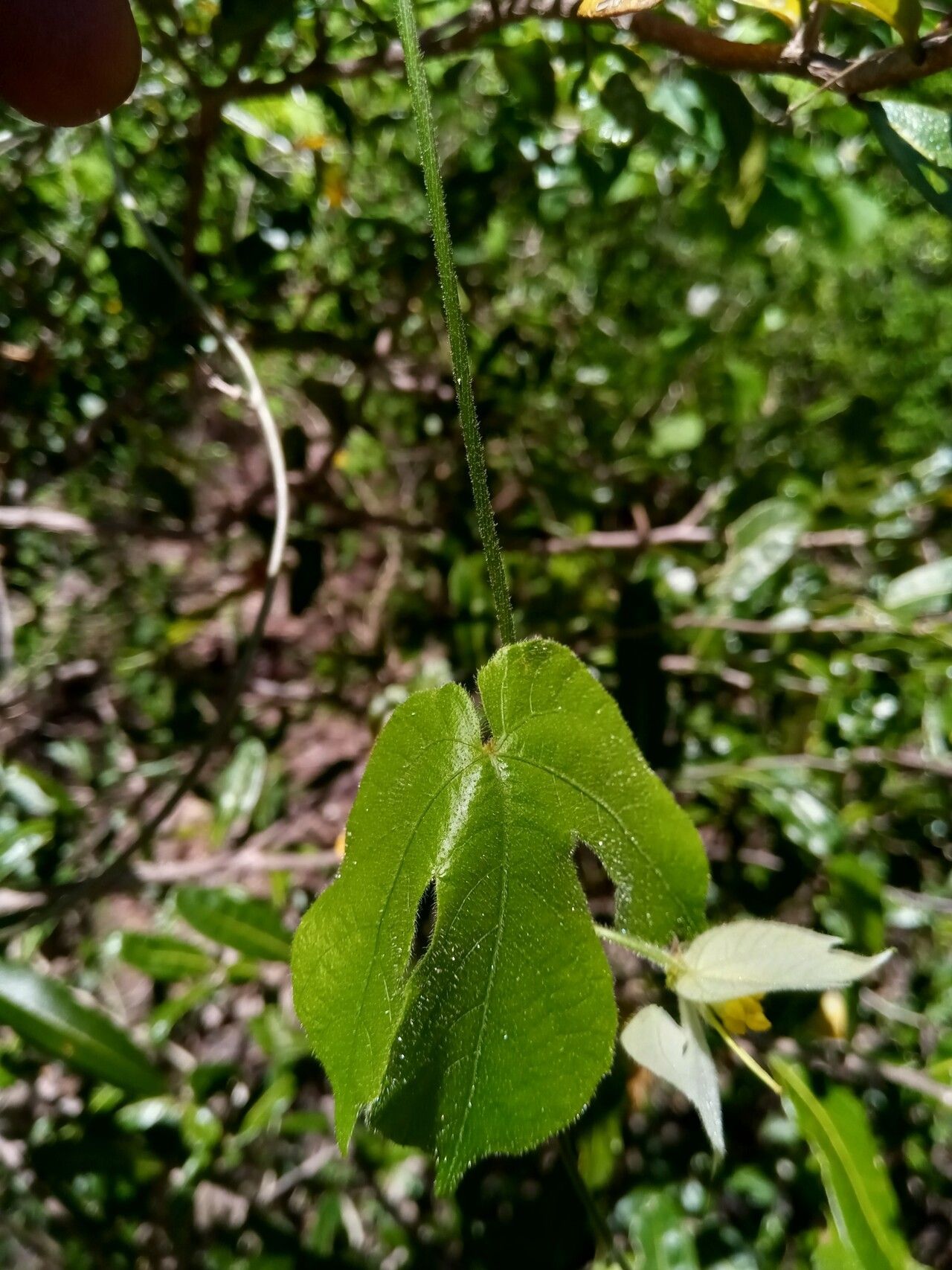 Dalechampia bernieri leaf