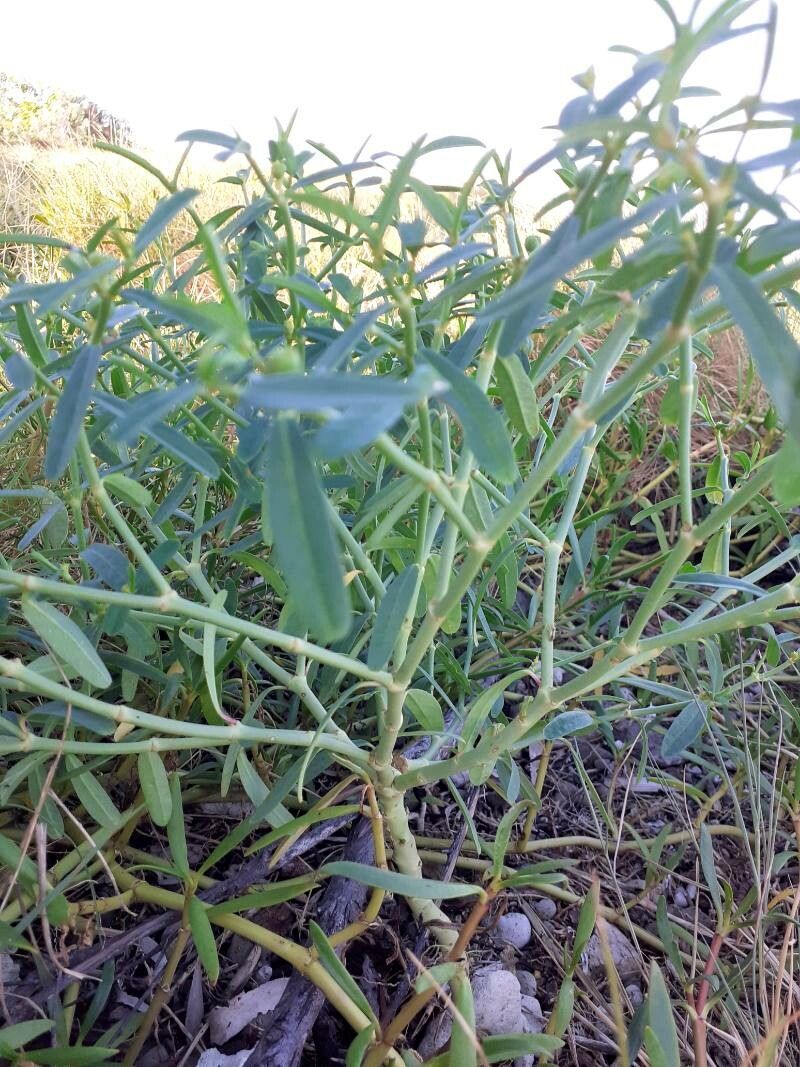 Euphorbia tannensis habit